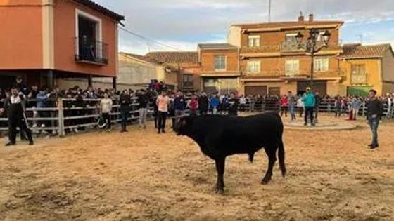Talayuela recupera la tradición de la suelta de novillo