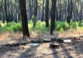 Zona quemada en el pinar