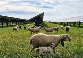 Ovejas que conviven en perfecta armonía en la planta fotovoltaica Talayuela Solar de Statkraf.