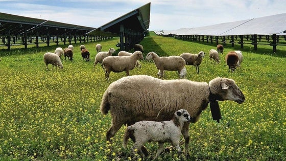 Agrovoltaica, cuando renovables y ganadería van de la mano