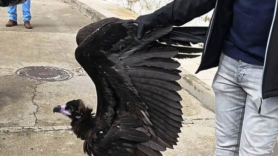 Encuentran un buitre negro por las calles de Talayuela