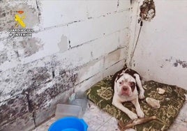Investigado por maltrato animal un vecino que tenía a un perro en estado de abandono
