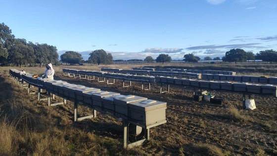 La compañía Statkraft crea 'La granja de las abejas'