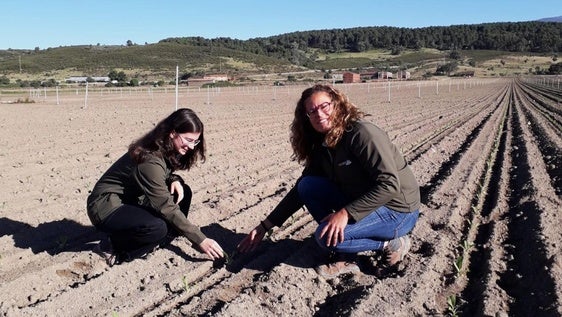 Investigan como reducir la huella de carbono en la producción tabaquera