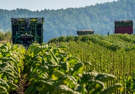 Cetarsa compra más del 70% del tabaco que se cultiva en España