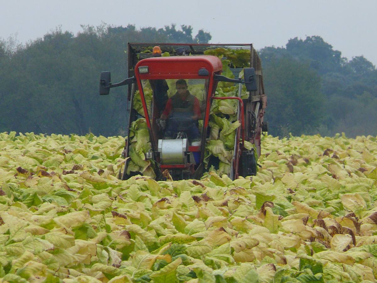 Productores de tabaco de todo el mundo firman la Declaración de Madrid contra el envasado genérico