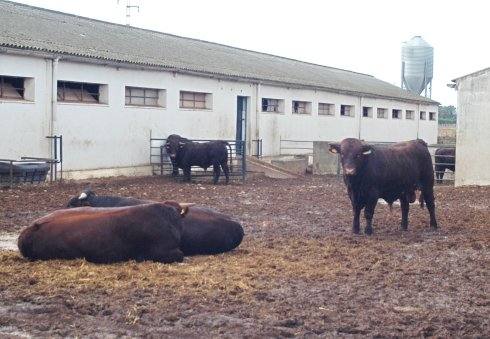 UPA denuncia el recorte en las ayudas de los seguros agrarios