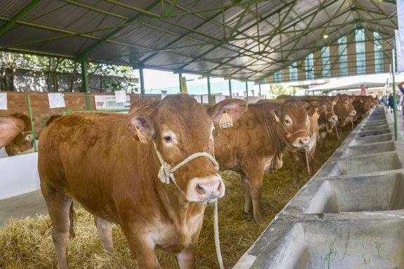 Varias vacas en una feria de exhibición
