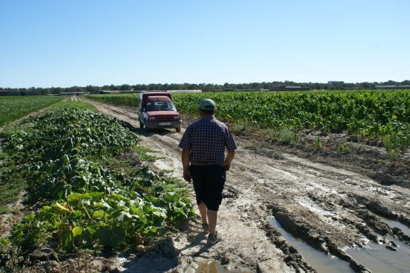 Cultivos en la zona regable de la Presa de las Fraguas