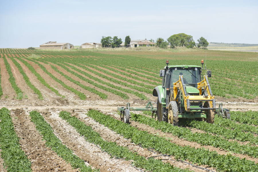 Trabajos agrícolas en una finca de tomates de la región