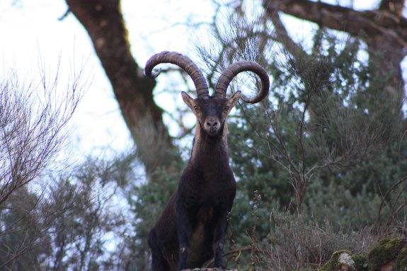 Cabra en la reserva regional de caza La Sierra