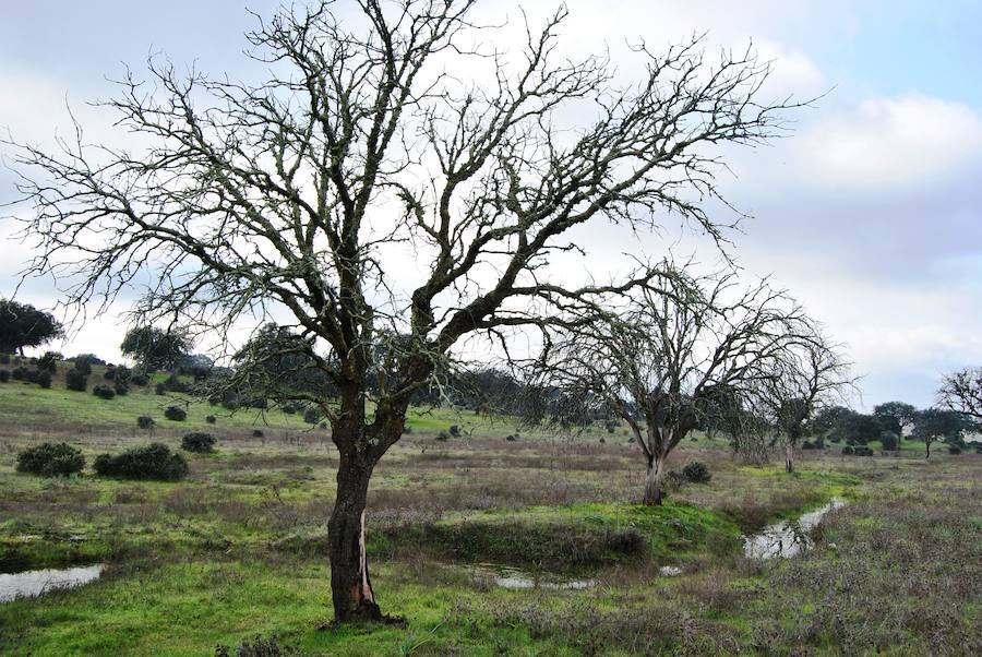 Ya hay más de 5.000 focos en Extremadura de la enfermedad que mata a las encinas