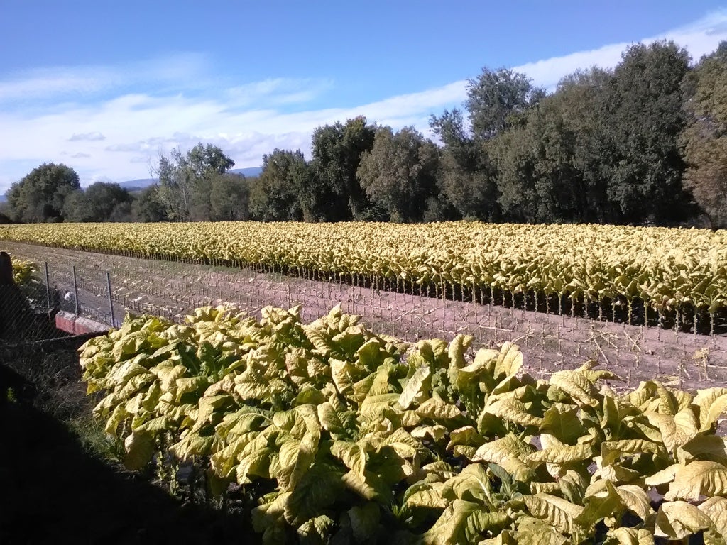 La contratación de tabaco supera esta campaña las 30.000 toneladas