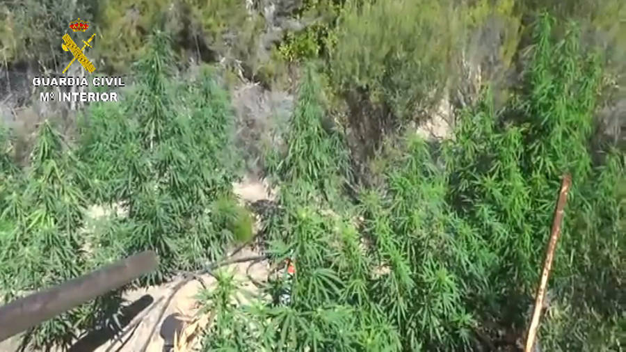 La Guardia Civil detiene a dos personas en Talayuela y una en Tiétar por cultivo de marihuana