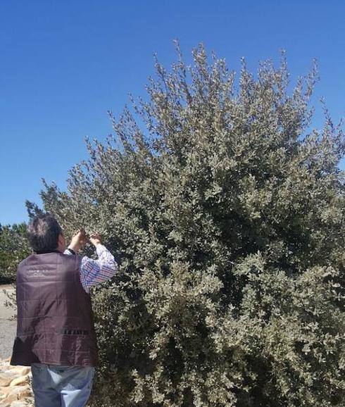 Encina lista para producir bellotas de forma intensiva