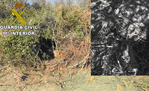 La Guardia Civil halla en La Vera una plantación de marihuana protegida con zarzas y cepos