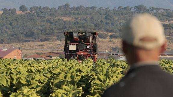 Altadis organiza en Talayuela una jornada sobre los riesgos de la venta ilegal de tabaco