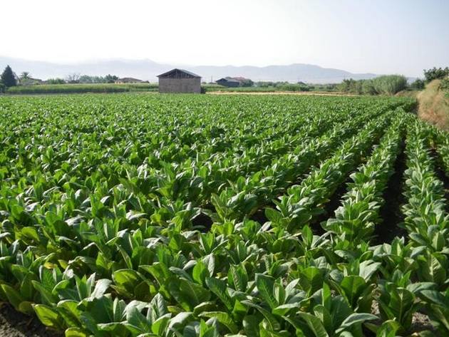 Jornada para alertar a los agricultores extremeños de los riesgos de la venta ilícita de hoja de tabaco