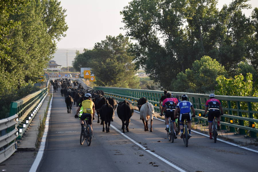 Cientos de vacas regresan a Gredos tras pasar el invierno en la Comarca