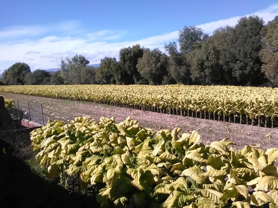 La consejera destaca la importancia social del tabaco