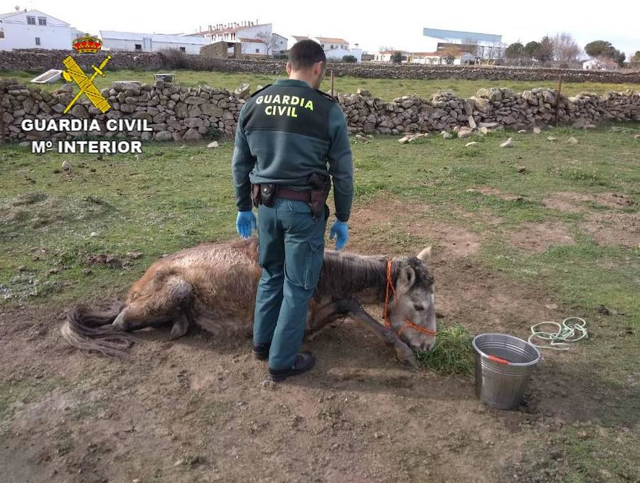 La Guardia Civil de Trujillo investiga a un hombre por un supuesto delito de maltrato animal