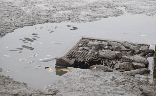 Peces muertos a la orilla del embalse
