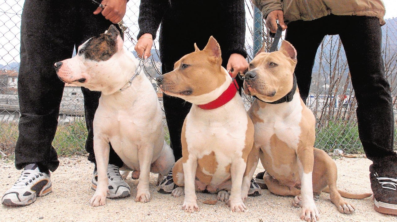 Animales considerados potencialmente peligrosos 