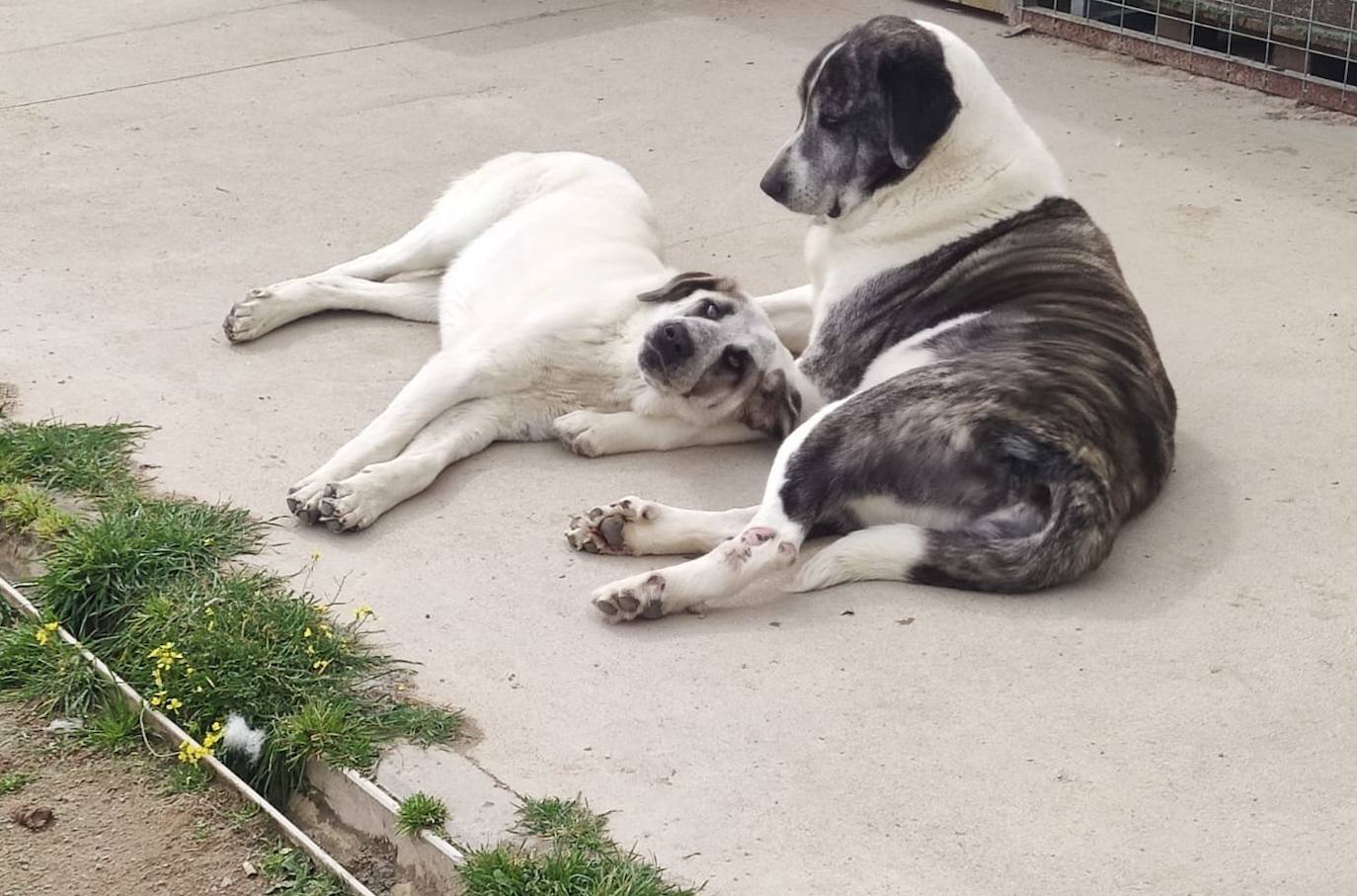 puedes llevar perros al refugio