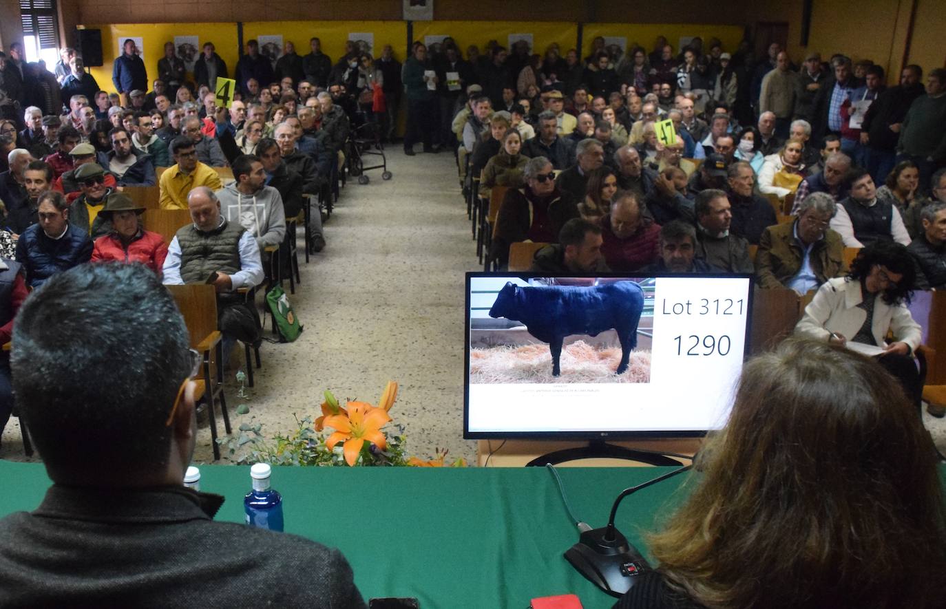 Un momento de la subasta de ganado vacuno