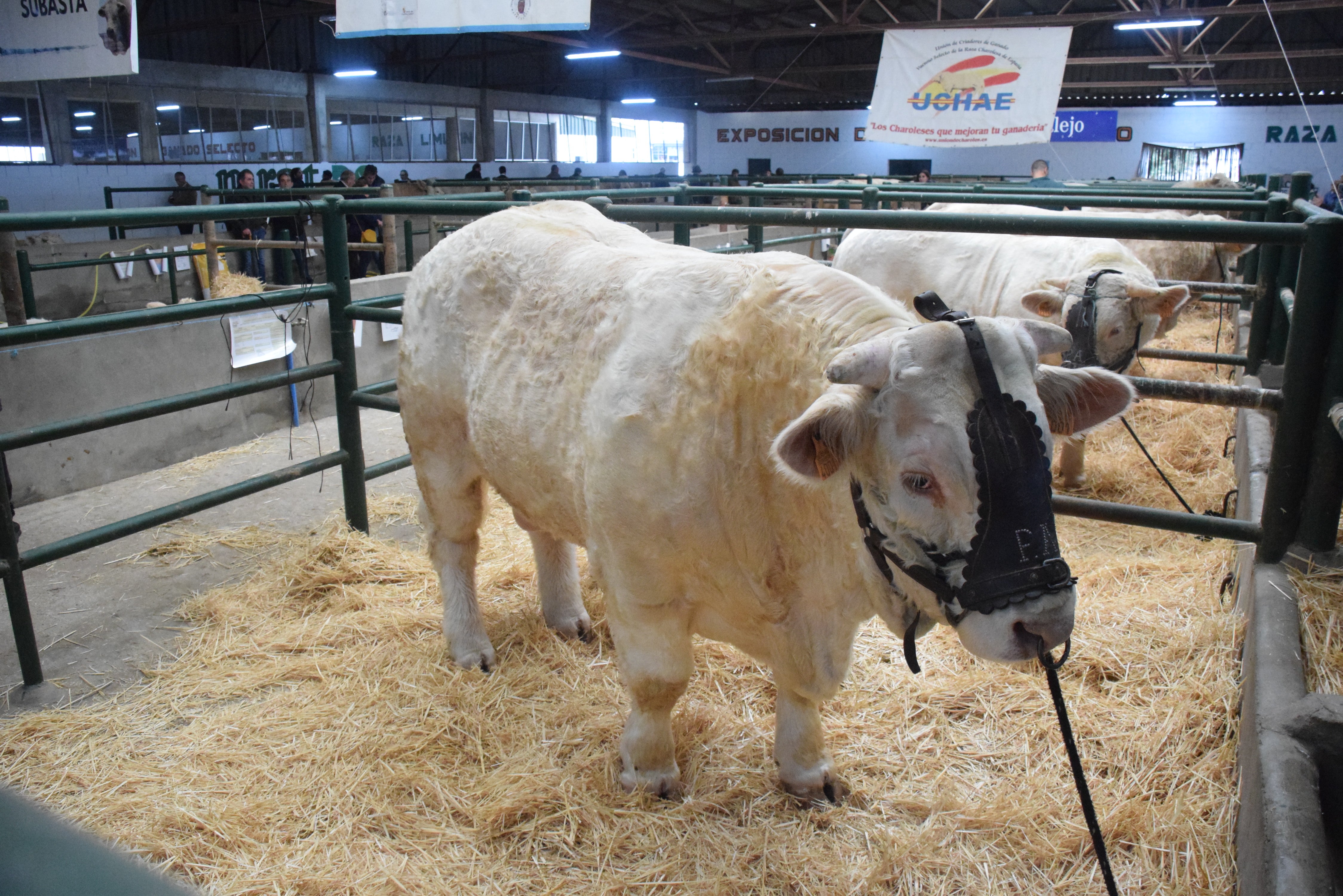 Fotos: ¿Estuviste en la Feria Agroganadera?
