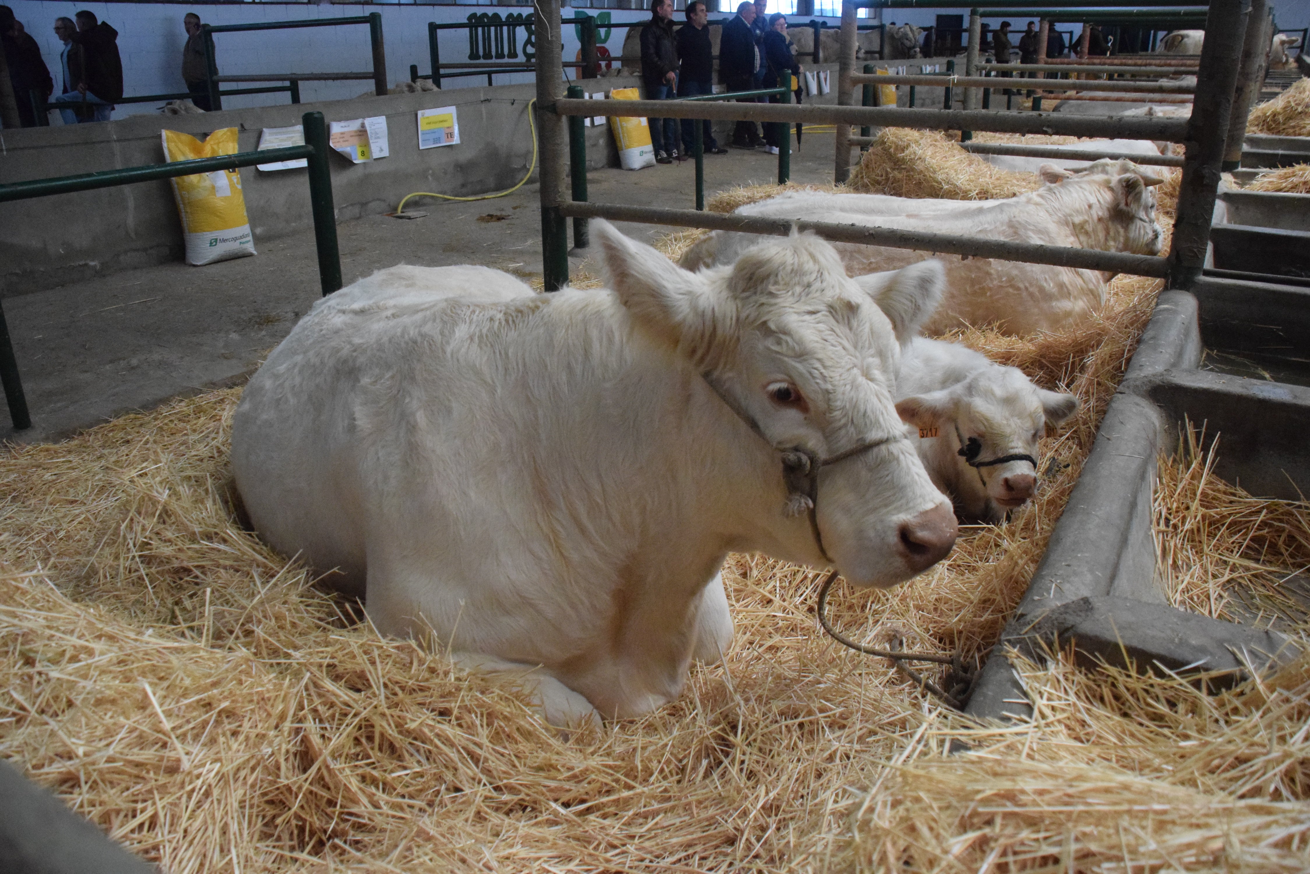 Fotos: ¿Estuviste en la Feria Agroganadera?
