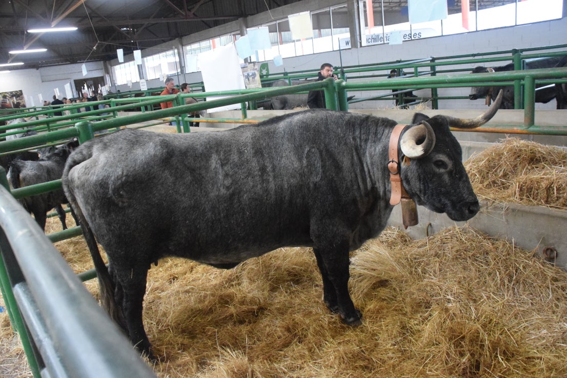 Fotos: ¿Estuviste en la Feria Agroganadera?