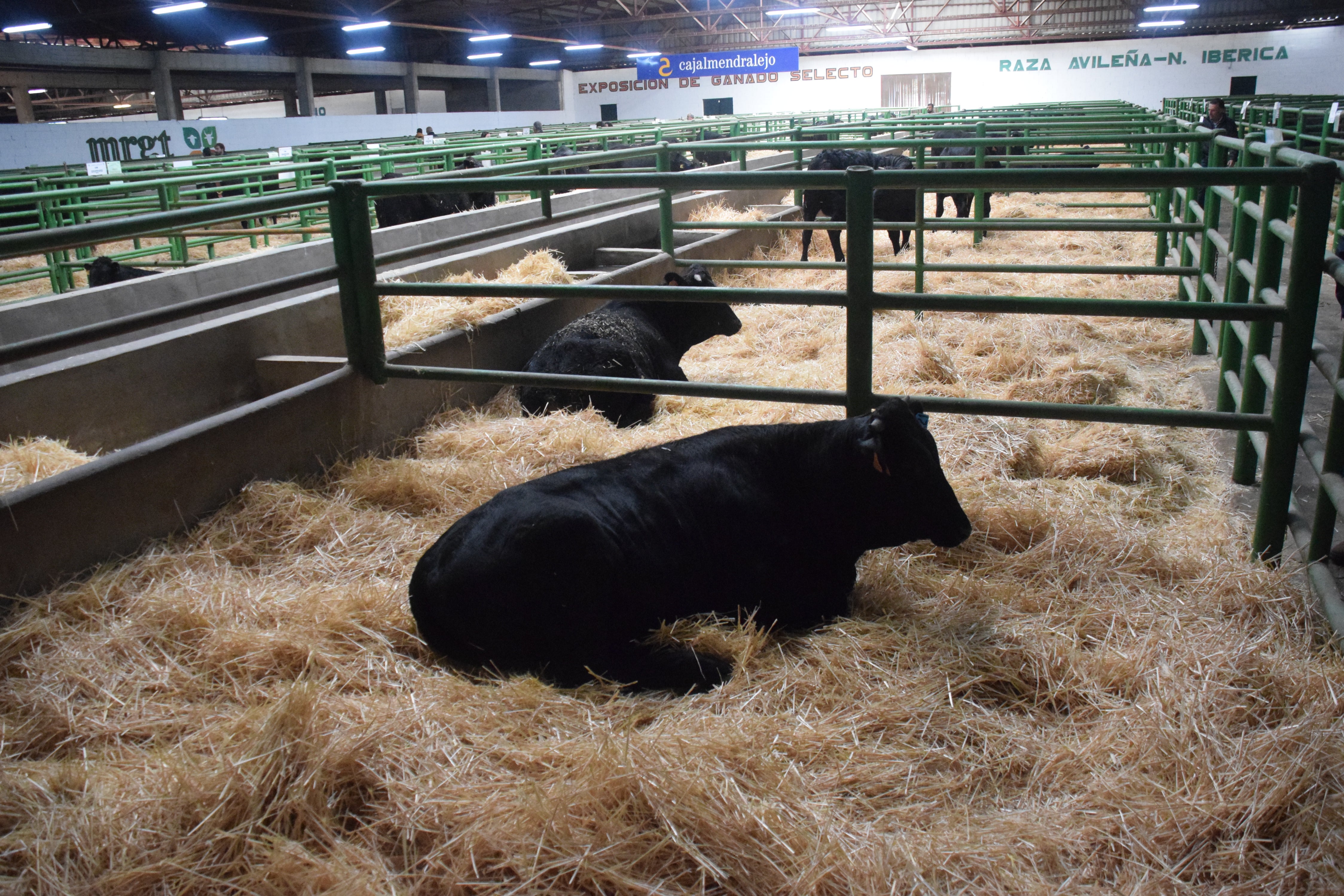 Fotos: ¿Estuviste en la Feria Agroganadera?