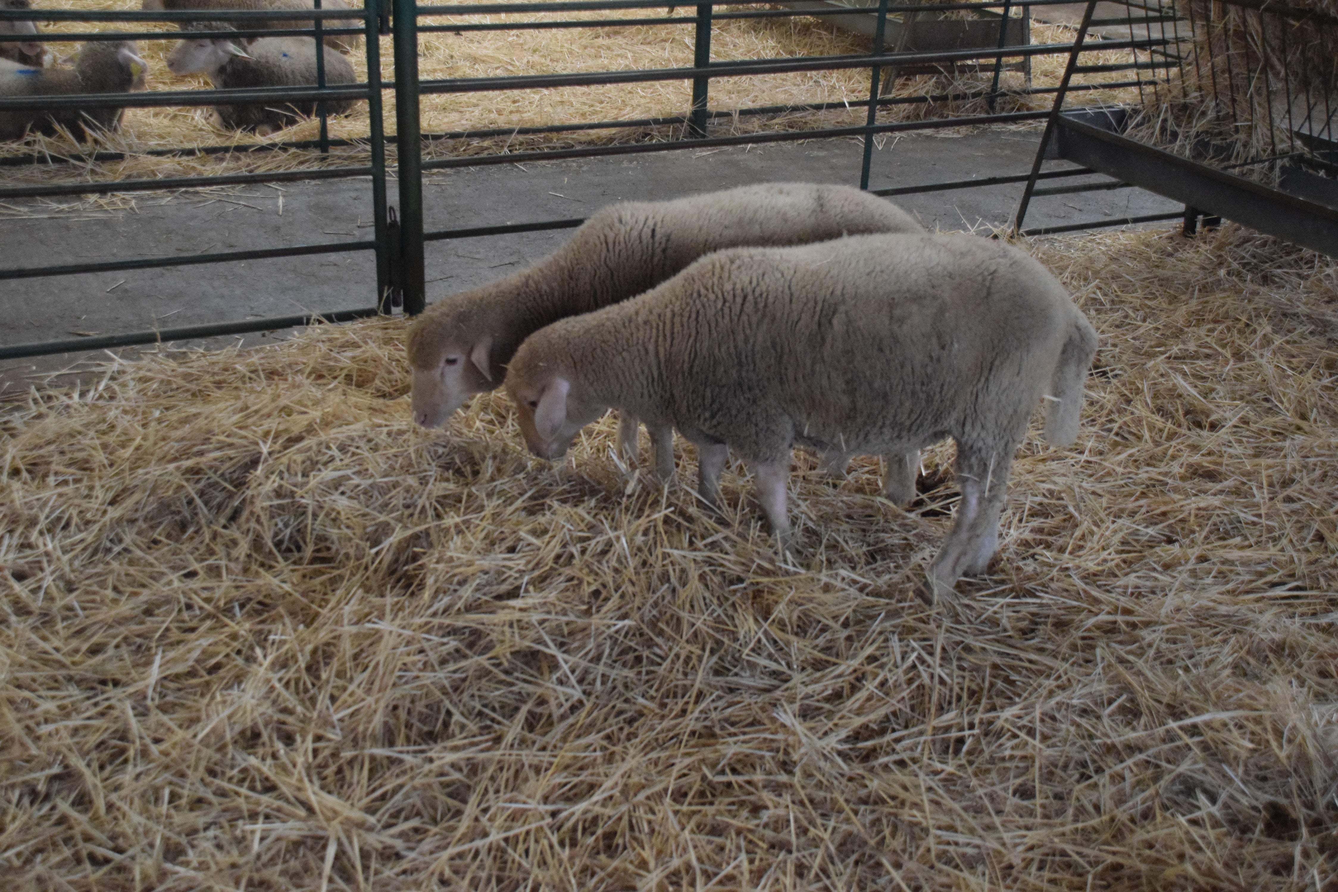 Fotos: ¿Estuviste en la Feria Agroganadera?