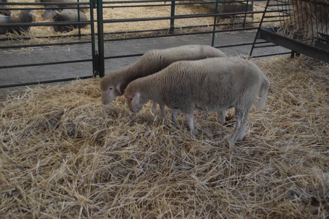 Fotos: ¿Estuviste en la Feria Agroganadera?