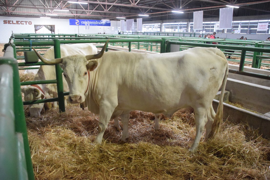 Fotos: ¿Estuviste en la Feria Agroganadera?