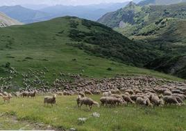 Las 1.700 ovejas cacereñas en las montañas de León, en donde pasarán el verano. Vídeo. Reportaje de la salida desde la provincia de Cáceres.