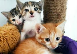 Gatos recogidos por la protectora de animales de la localidad