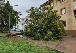 El árbol caído en la zona de Fray Gerónimo de Loaisa