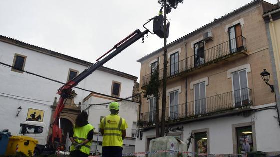 Eliminan dos cipreses por el riesgo de caída al tendido eléctrico aledaño