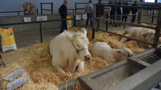 La Agroganadera puede contar con casetas en la zona del ferial