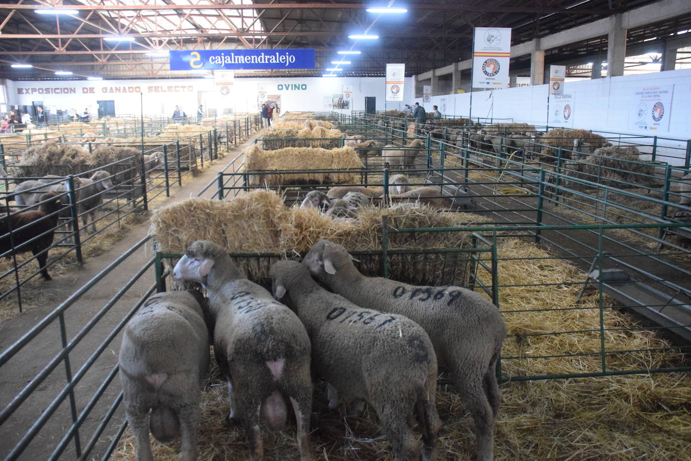 ¿Estuviste en la XXXIX edición de la Feria Agroganadera?