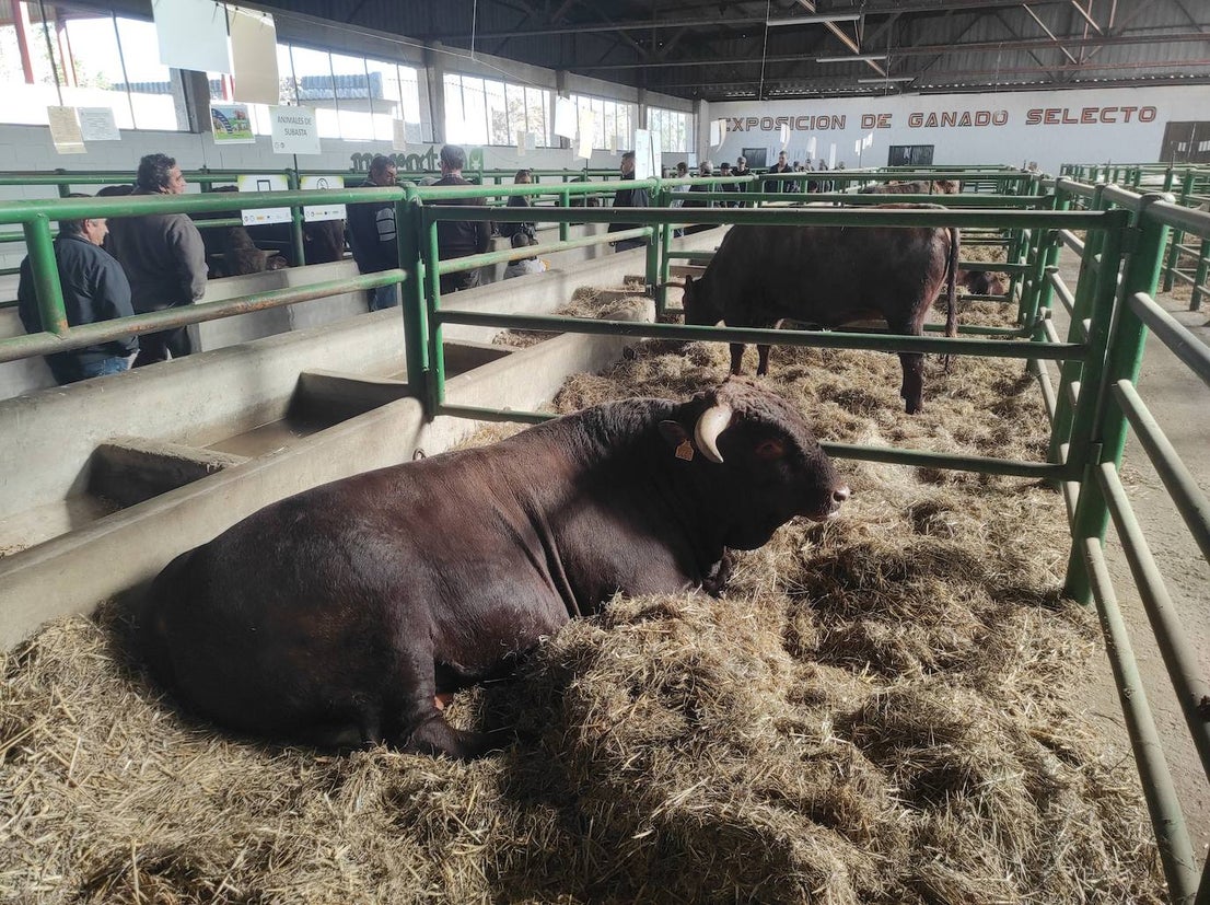¿Estuviste en la XXXIX edición de la Feria Agroganadera?