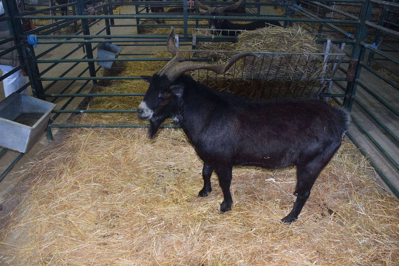 ¿Estuviste en la XXXIX edición de la Feria Agroganadera?