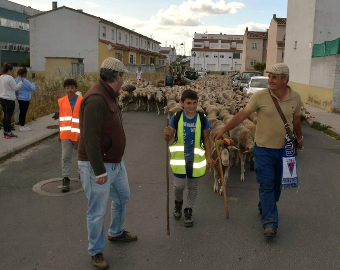 José Manuel Sánchez, con sus 1.550 ovejas, pasa por la ciudad camino de León