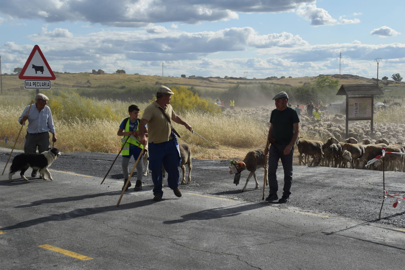 La trashumancia hace su parada en la ciudad trujillana
