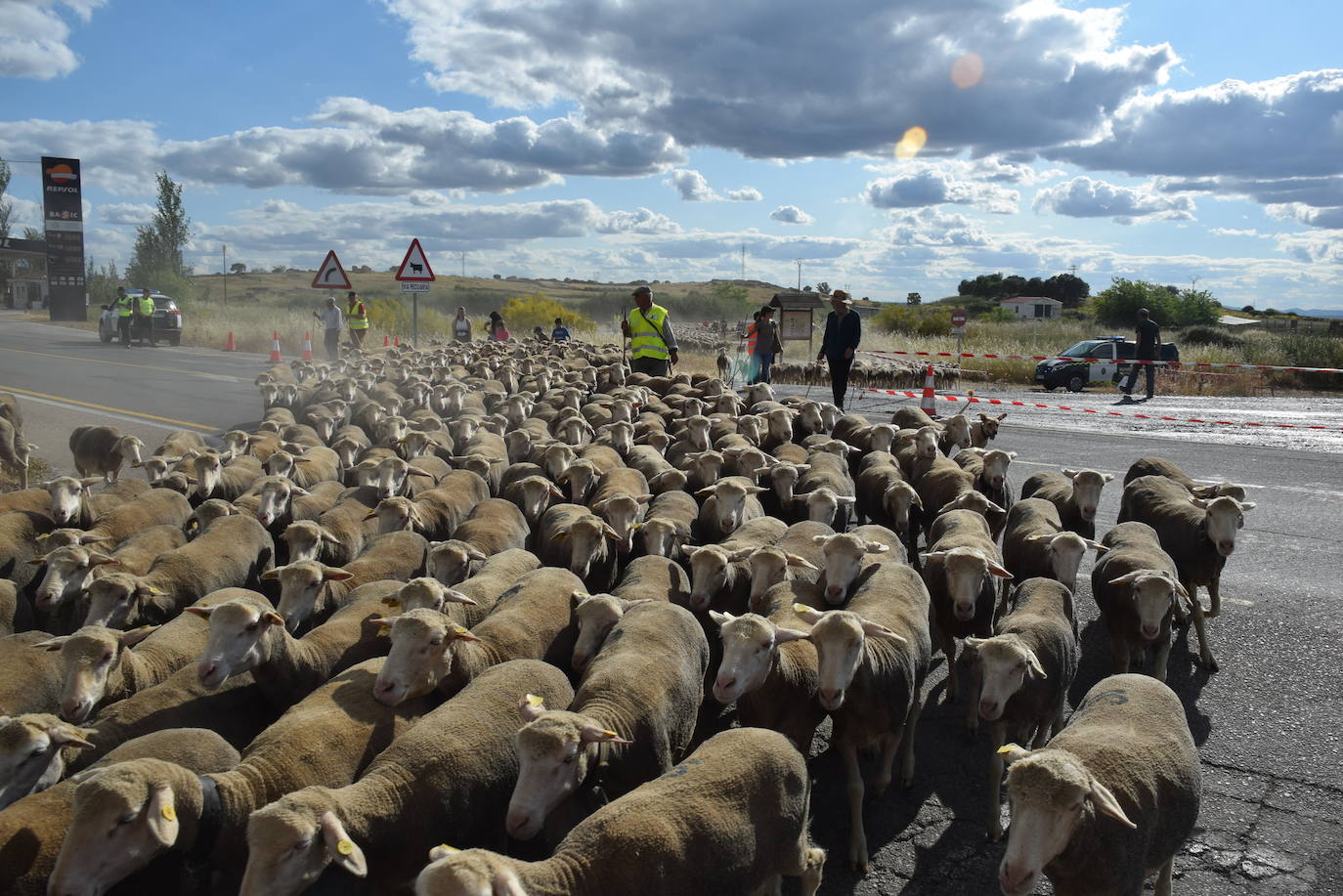 La trashumancia hace su parada en la ciudad trujillana