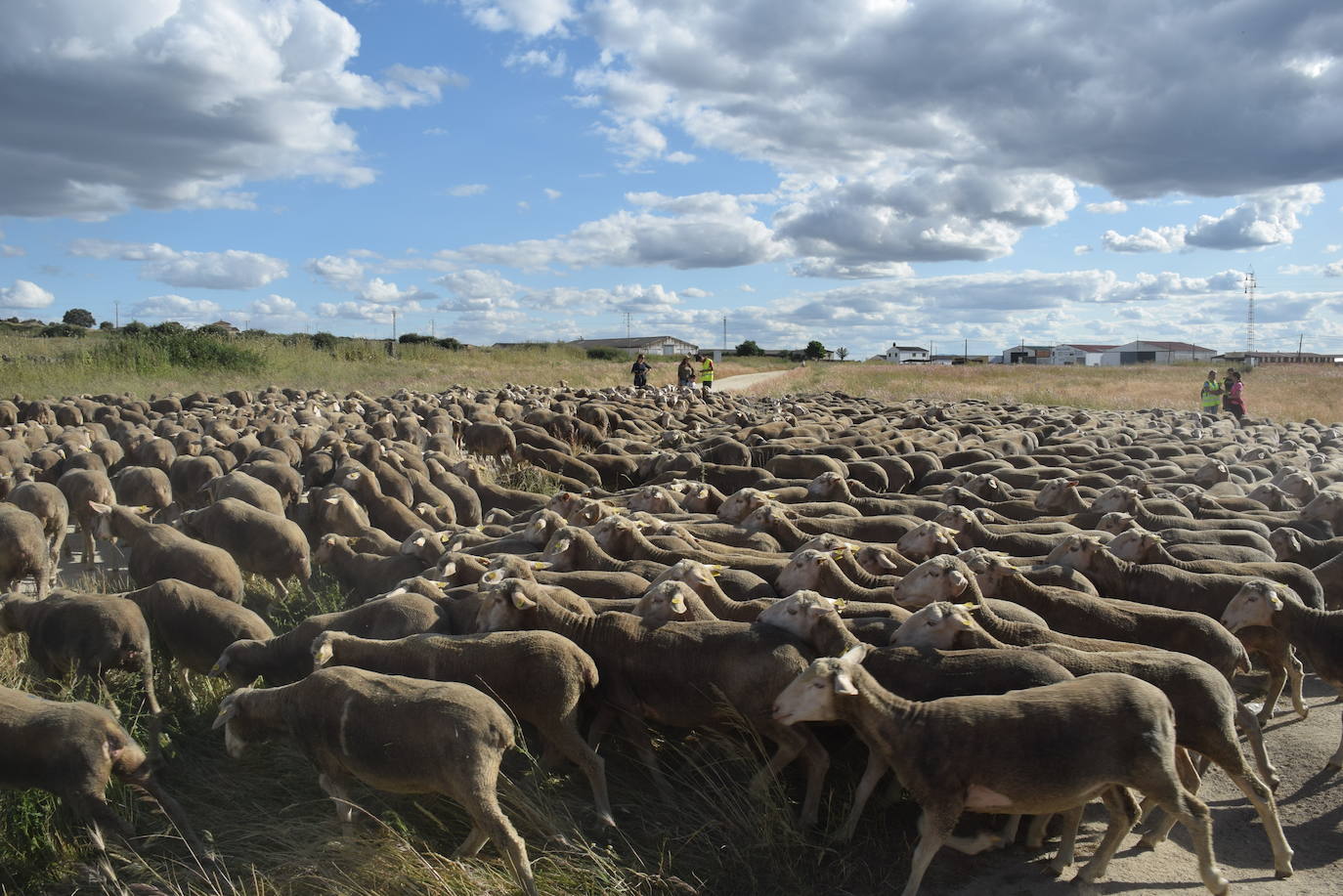 La trashumancia hace su parada en la ciudad trujillana