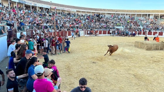 Las actividad de las fiestas vuelve con una capea nocturna con cinco animales