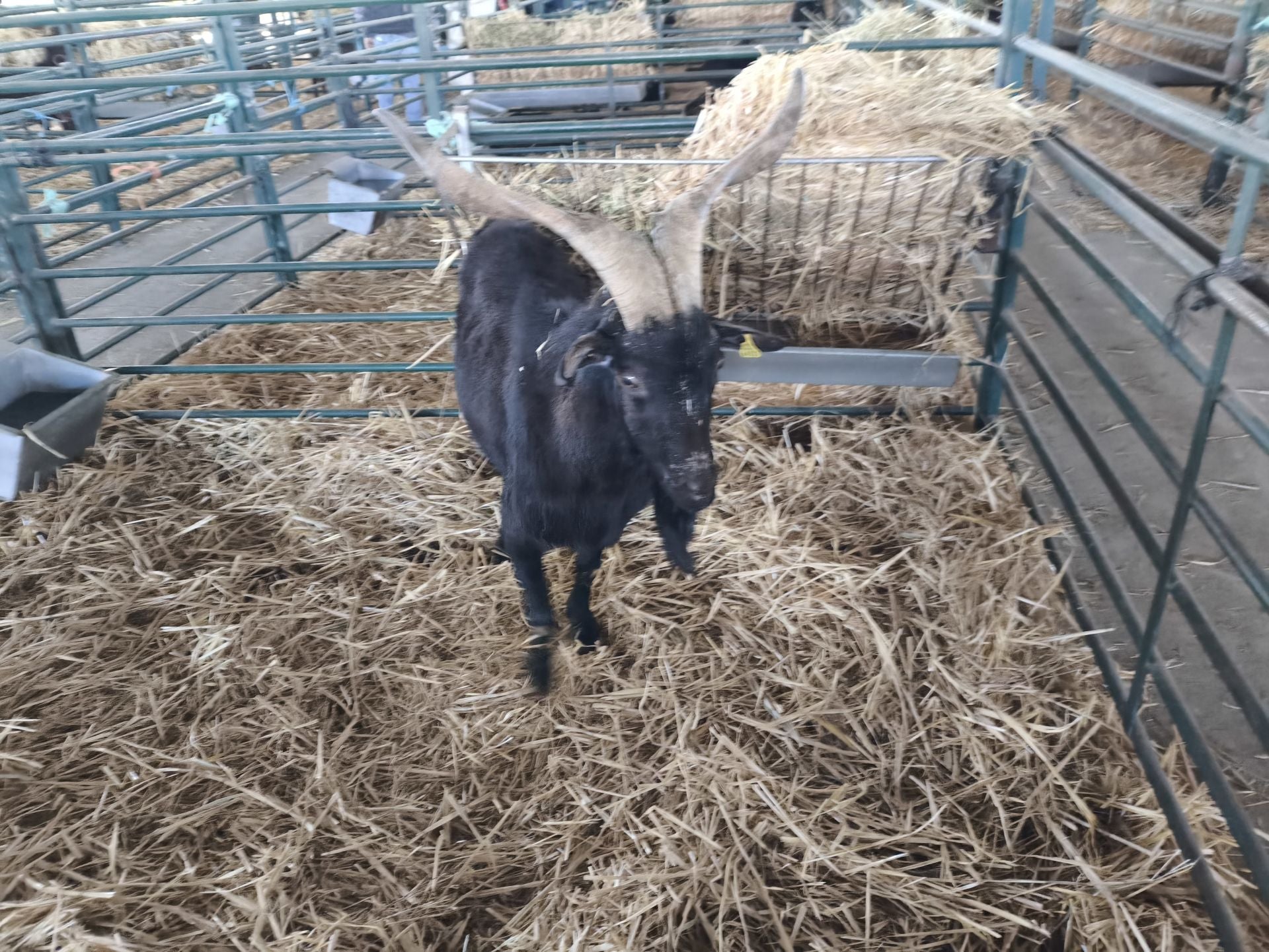 La Feria Agroganadera se celebró a pesar de la lengua azul